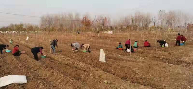 中藥材基地人工栽植